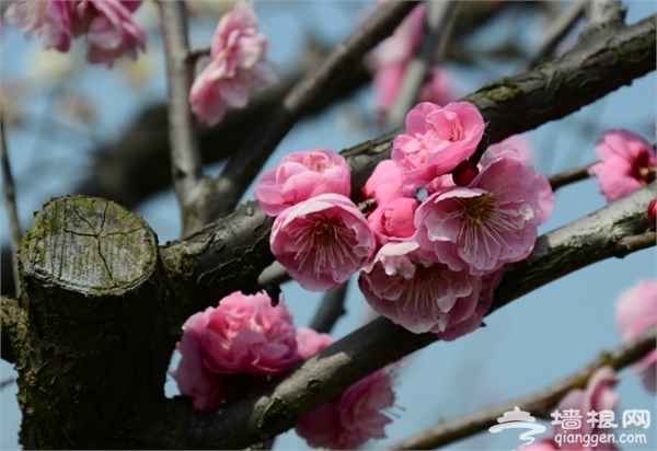 海灣國家森林公園自助游圖片