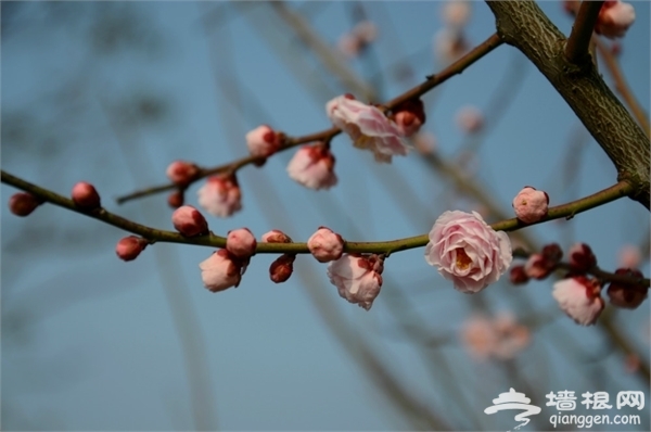 海灣國家森林公園圖片