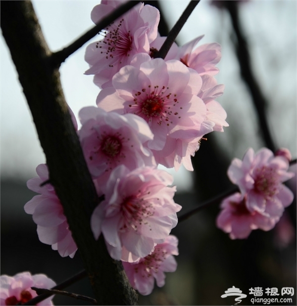 海灣國家森林公園旅游攻略圖片