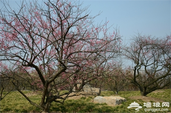 海灣國家森林公園圖片