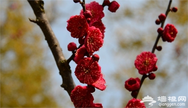 海灣國家森林公園景點圖片