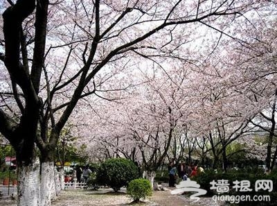 上海三月份去哪賞櫻花 2014上海去哪賞櫻花最好[牆根網]
