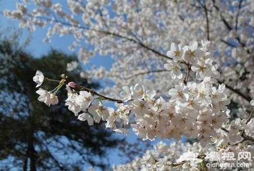 上海三月份去哪賞櫻花 2014上海去哪賞櫻花最好[牆根網]