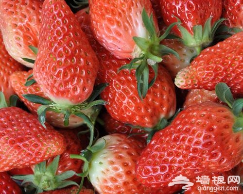 上海草莓采摘指南[牆根網]