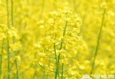 上海奉賢賞油菜花指南