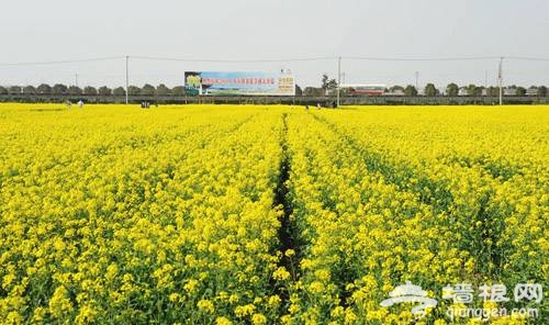 奉賢 莊行 油菜花