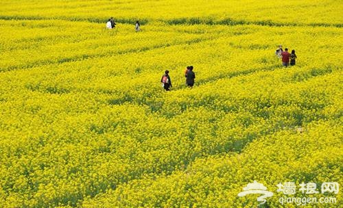 奉賢 莊行 油菜花