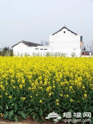 奉賢 莊行 油菜花