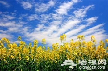 上海春季賞花地圖