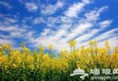 2014上海春季賞花地圖全攻略