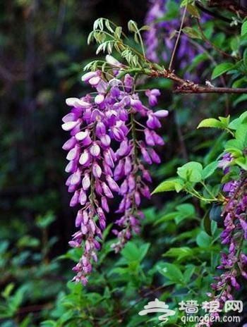 上海春季賞花地圖