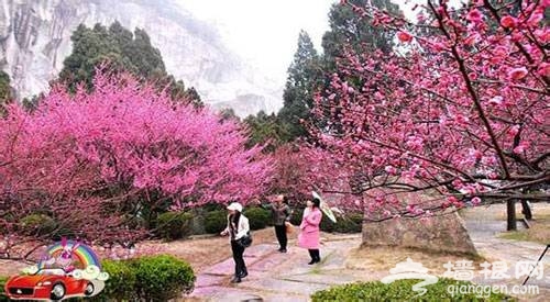 2014年上海梅花節全攻略(時間+地點+門票)