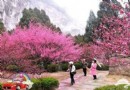 2014年上海梅花節全攻略