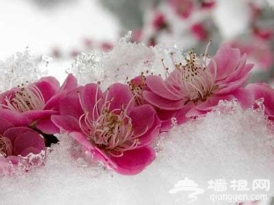 2014年上海梅花節全攻略(時間+地點+門票)