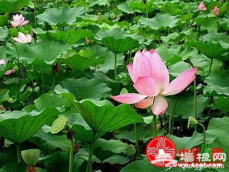 2013上海荷花節什麼時候舉辦