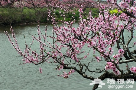 粉紅桃花映浦東 2011上海桃花節旅游攻略[牆根網]