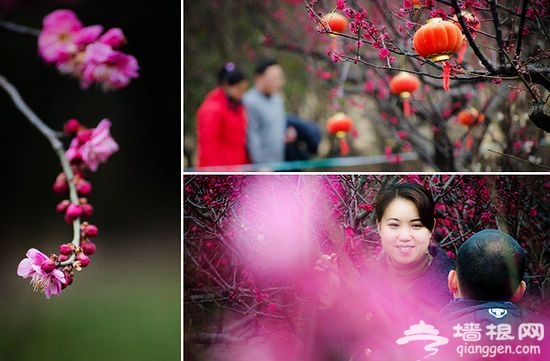 春天又來了,梅花又開了 春天又來了,梅花又開了