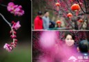紅梅報春 上海梅花觀賞地推薦