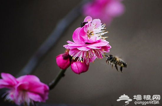 辛勤的蜜蜂忙碌著 辛勤的蜜蜂忙碌著