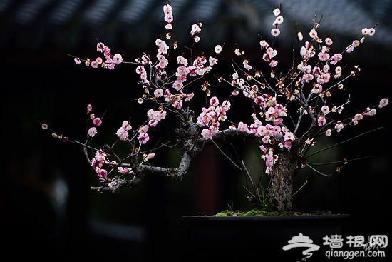 梅花美景 梅花美景