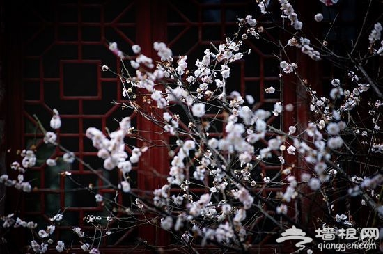 賞梅好去處 賞梅好去處
