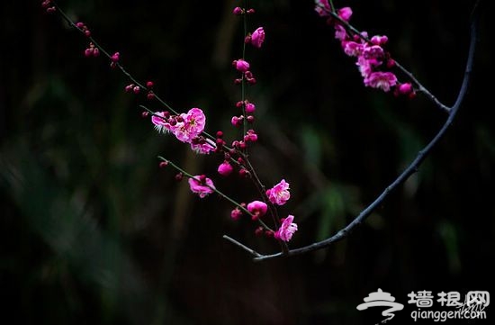 正拍攝梅花的游客 正拍攝梅花的游客