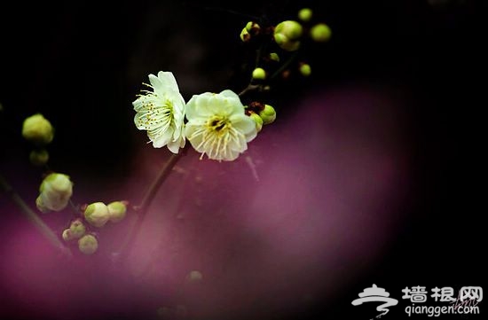 梅花 梅花