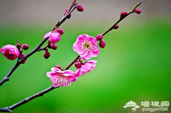 美麗的梅花