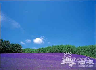 桐廬 游峽谷賞薰衣草