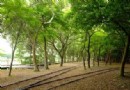 羅東林業文化園