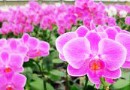 金車蘭花園