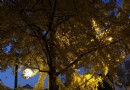 章太炎故居