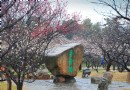 香雪海