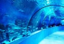 蘇州海洋館
