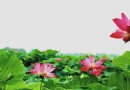 荷塘月色濕地公園