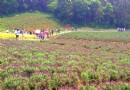 大塘金薰衣草莊園