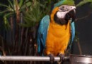嘉茂國際花鳥園