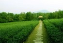 雲湖茶博園景區