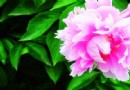 揚州芍藥園