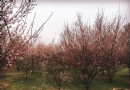 蜀崗西峰生態公園