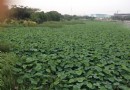 明月湖
