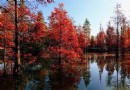 翠竹公園