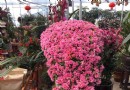 夏溪花木市場