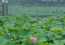 荷園