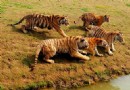 淹城野生動物世界