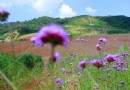 長山薰衣草莊園