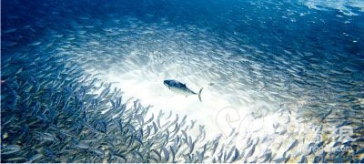 魚類的營養豐富,尤其是產於鹹水裡的海魚 魚類的營養豐富,尤其是產於鹹水裡的海魚
