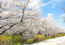 2014春假美國旅游去華盛頓看世界最早櫻花怒放