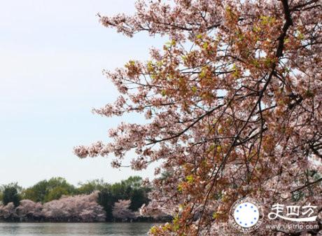 華盛頓櫻花節旅游圖片