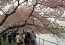 2014華盛頓櫻花節的賞櫻小貼士